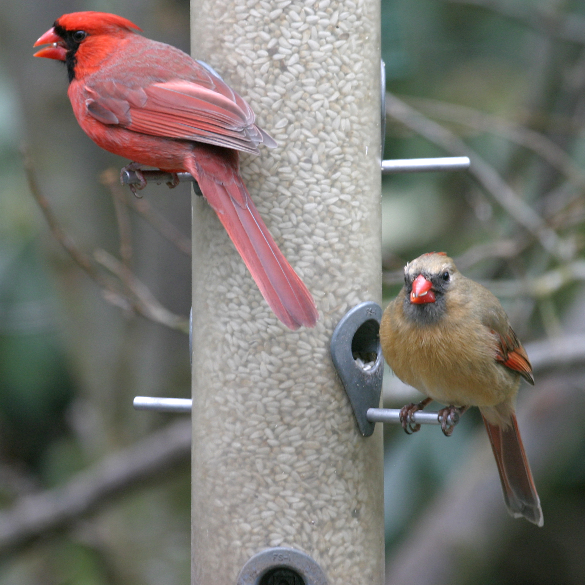 Northern cardinal, photo by Larry Master